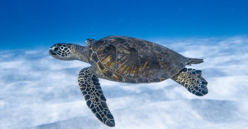 Ecosystems - Big aquatic turtle swimming in blue sea
